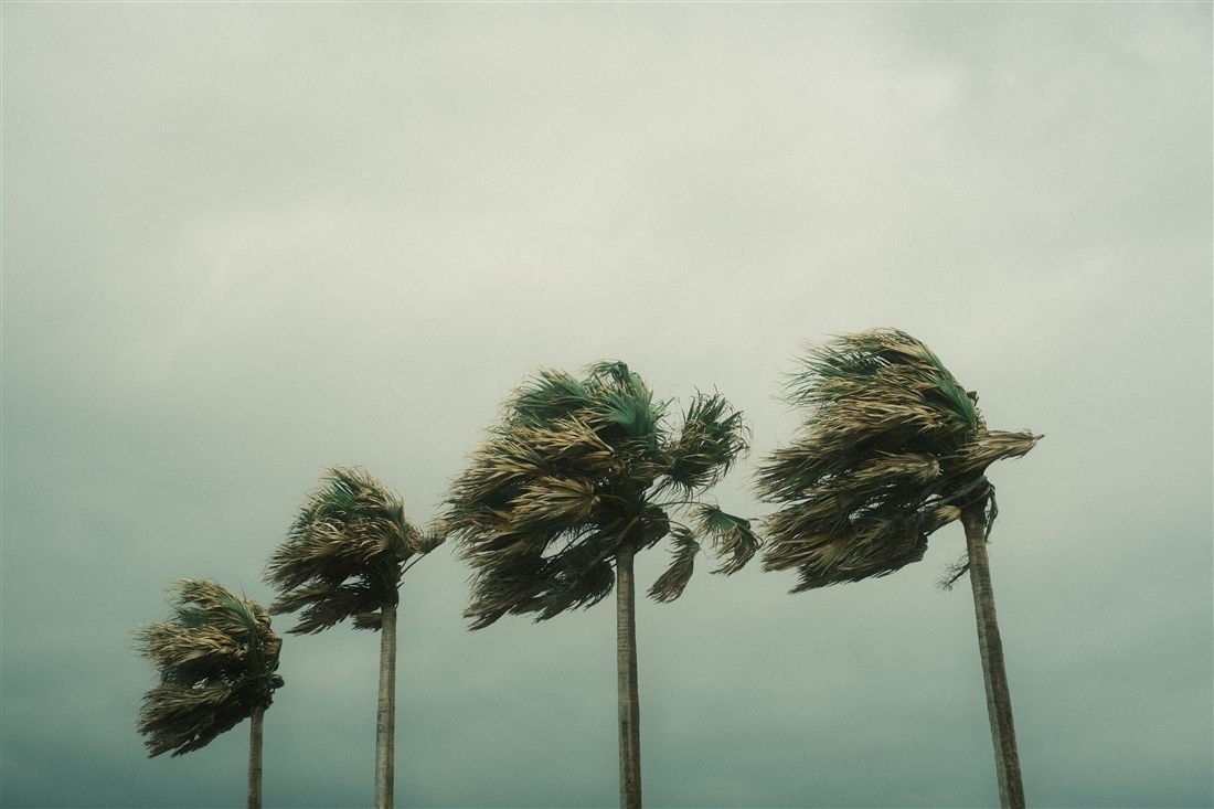 Palm trees bending under strong hurricane winds and stormy skies