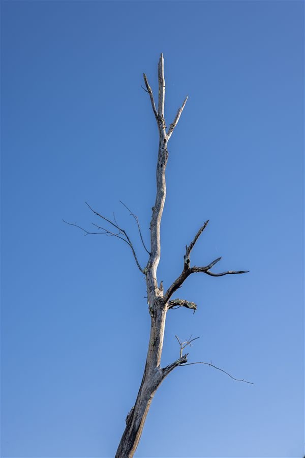 A dead, bare tree standing against a clear blue sky