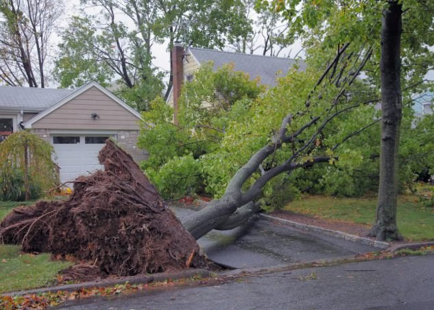 Large tree uprooted by a storm, blocking a residential driveway