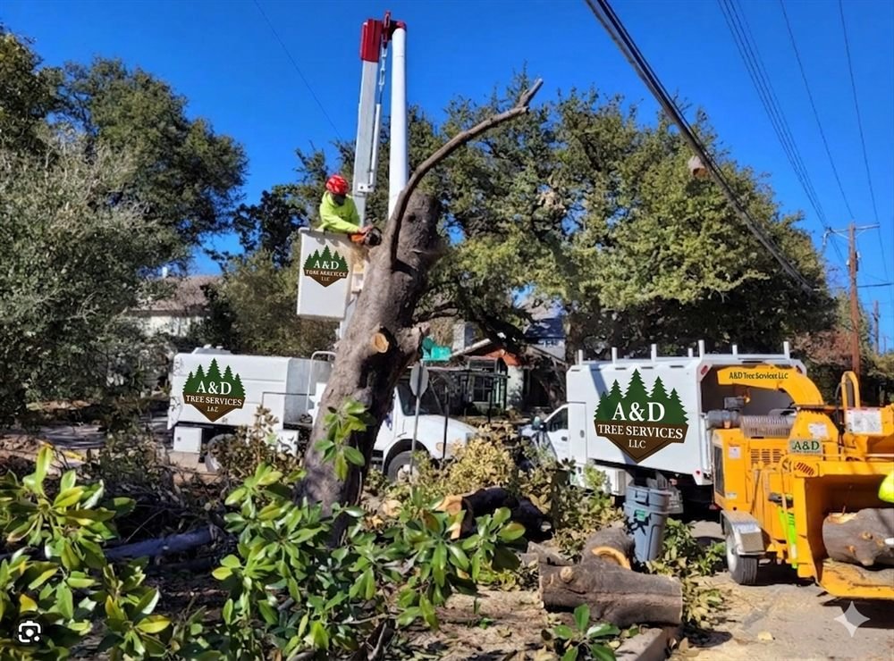A&D Tree Services crew removing a large storm-damaged tree in Miami